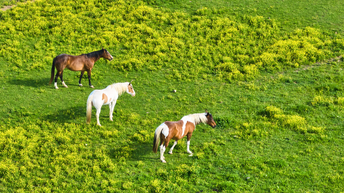 Telephoto on Trio of Horses - Mount Vernon, OH
