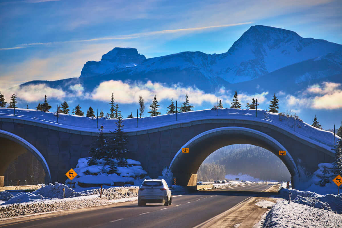 Wildlife Crossing