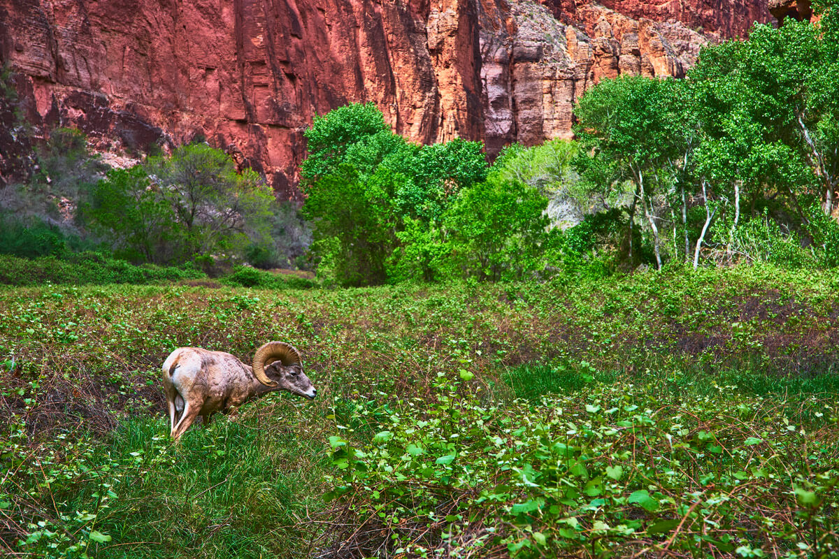 Beaver Falls - Bighorn Sheep