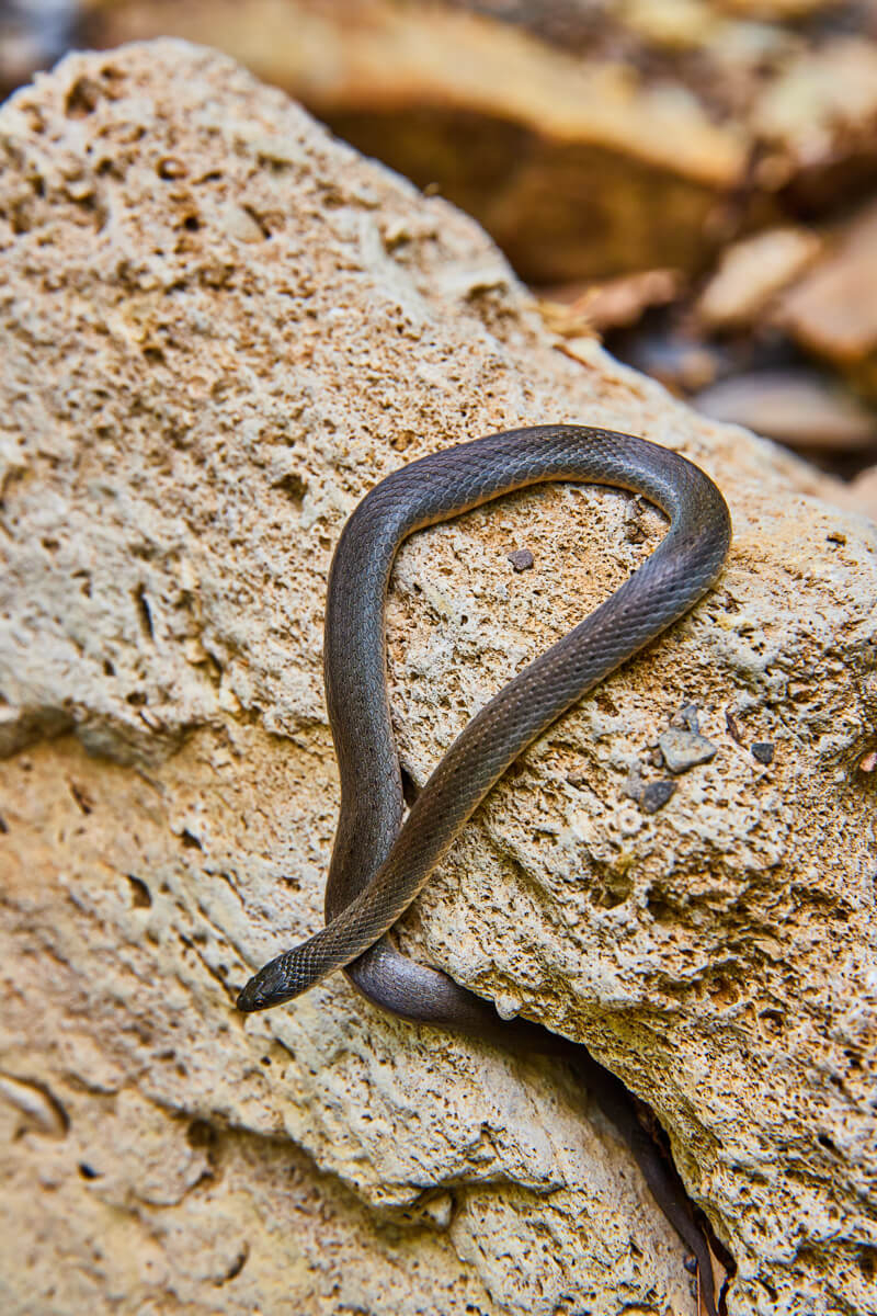 Bernheim Forest snake!