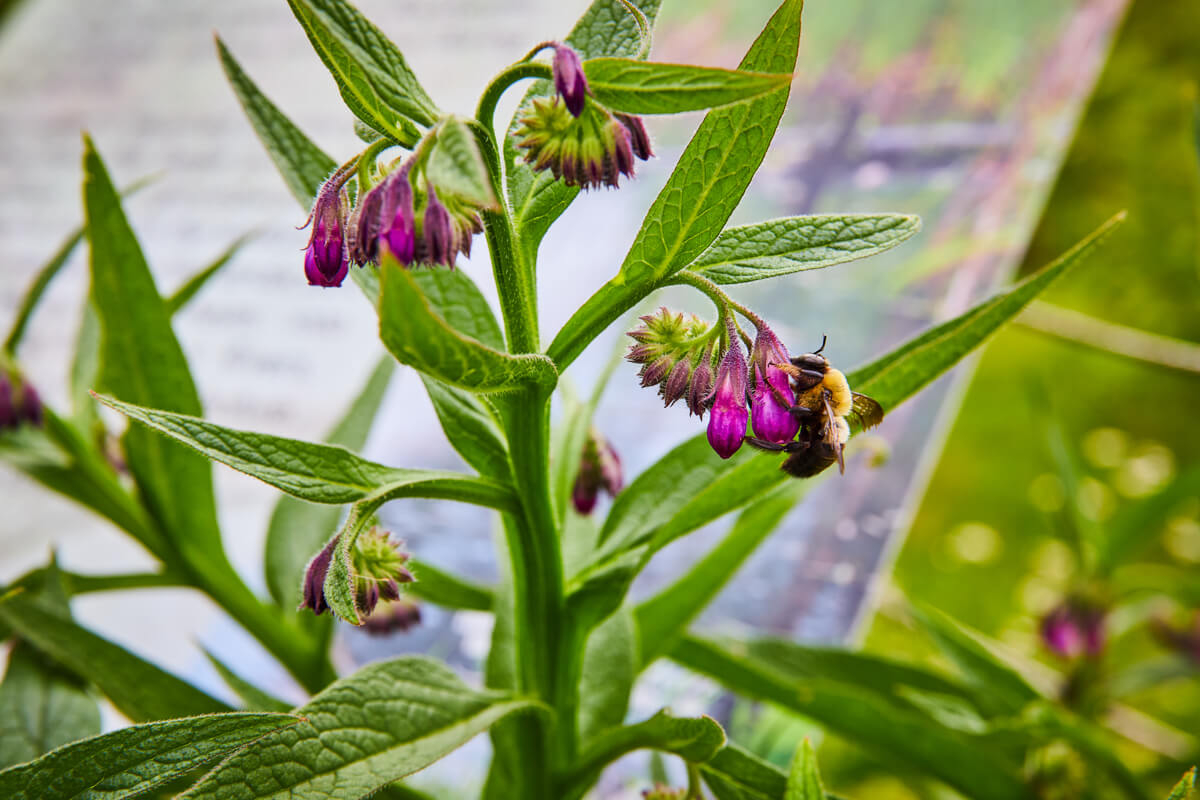 Bernheim Forest bee in edible garden