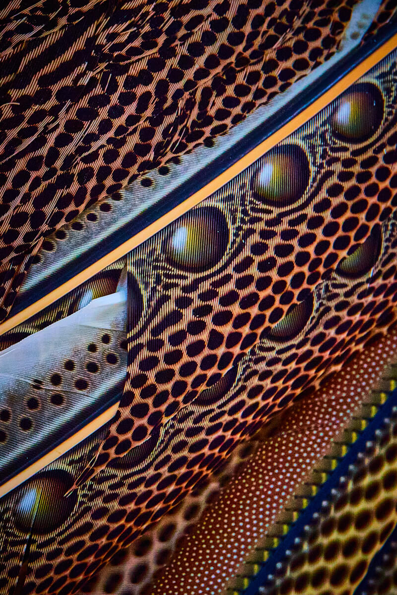 Beautiful detail of feathers