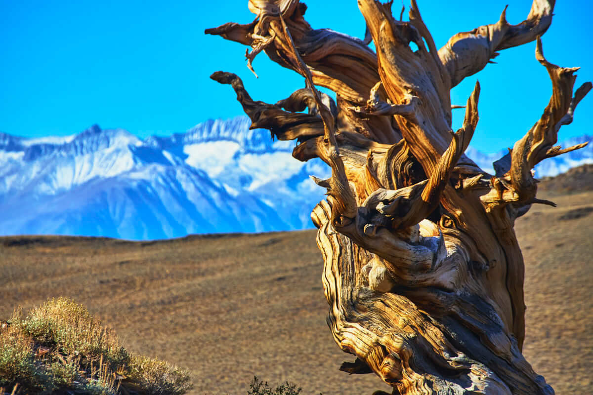 Ancient Bristlecone Pine Forest