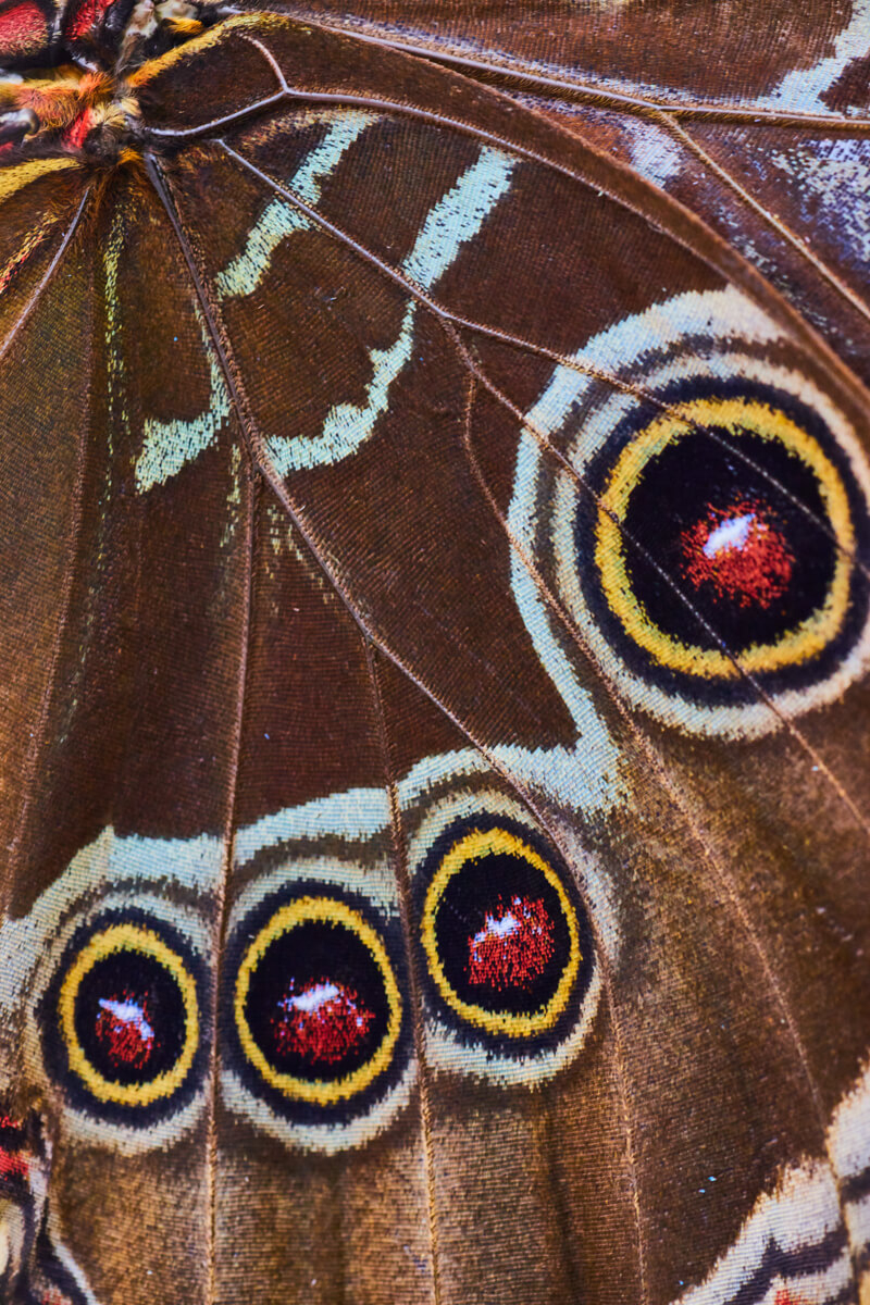 Full wing detail of texture