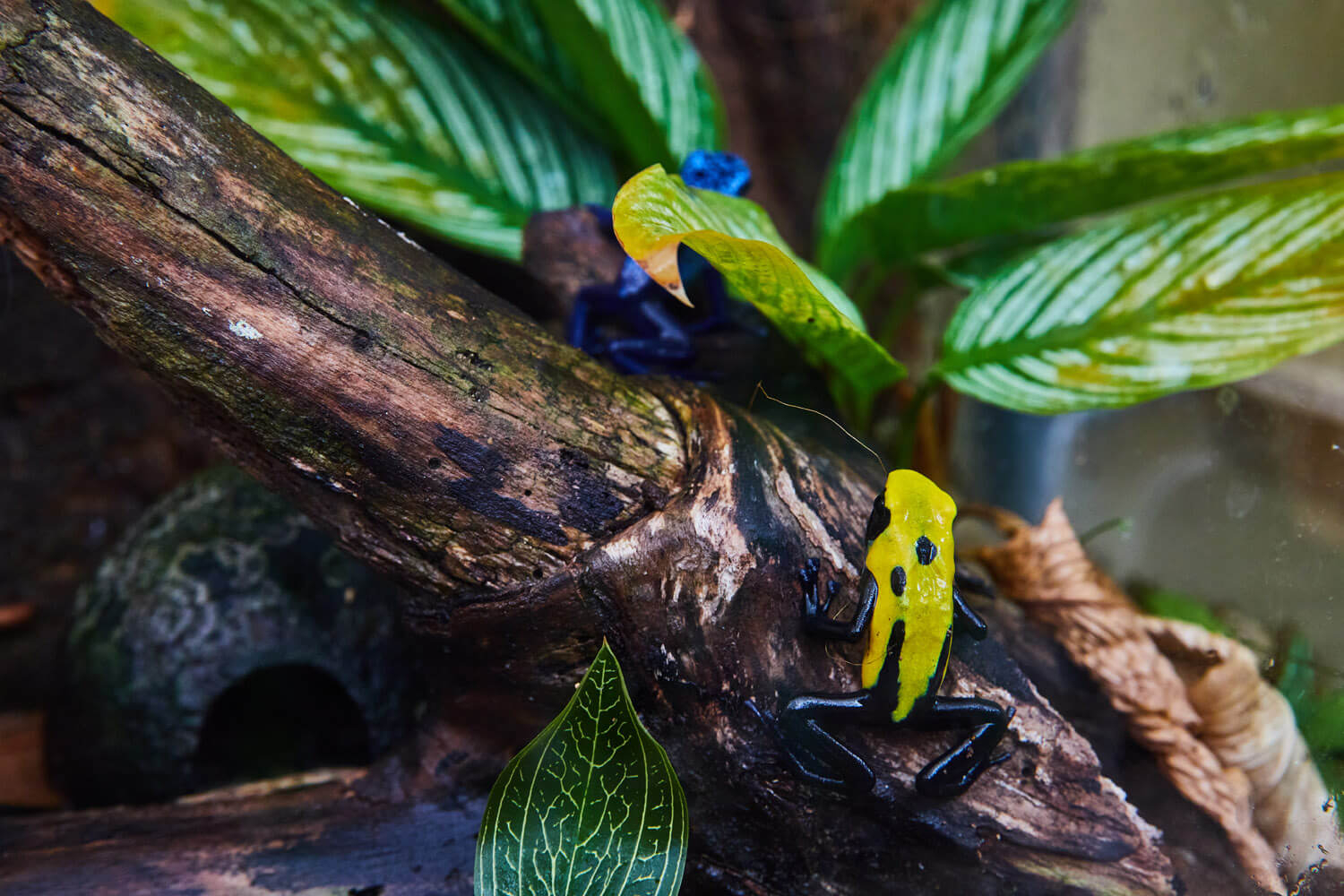 Frogs on Branch