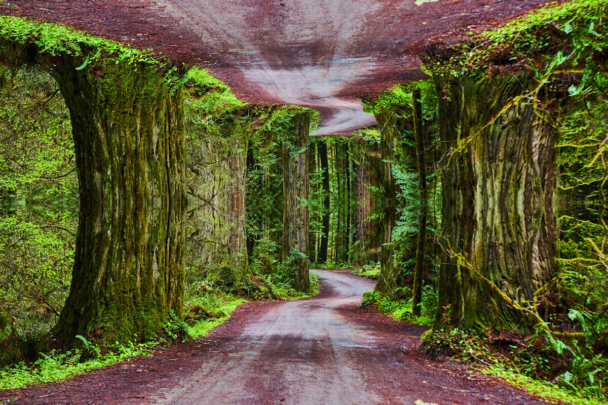 Roads in Redwoods