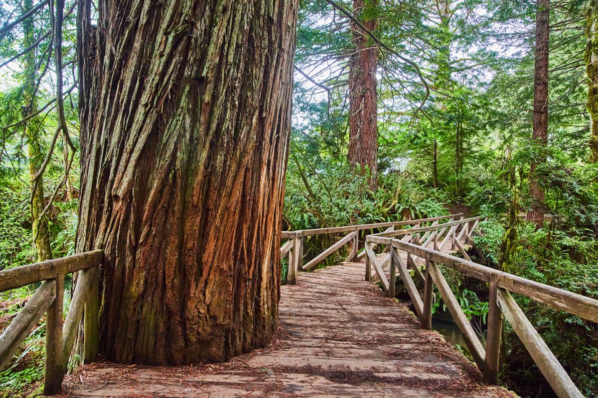 Redwood in boardwalk of State Park