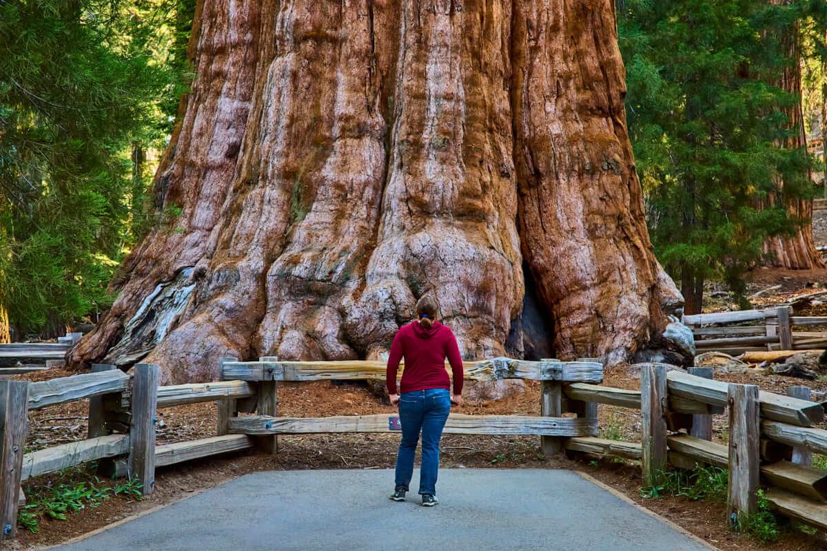 Sequoia Nat. Forest: Congress Trail