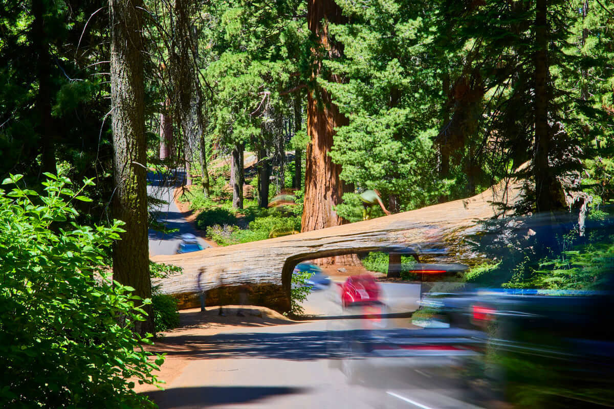 Sequoia Nat. Forest: Tunnel Log