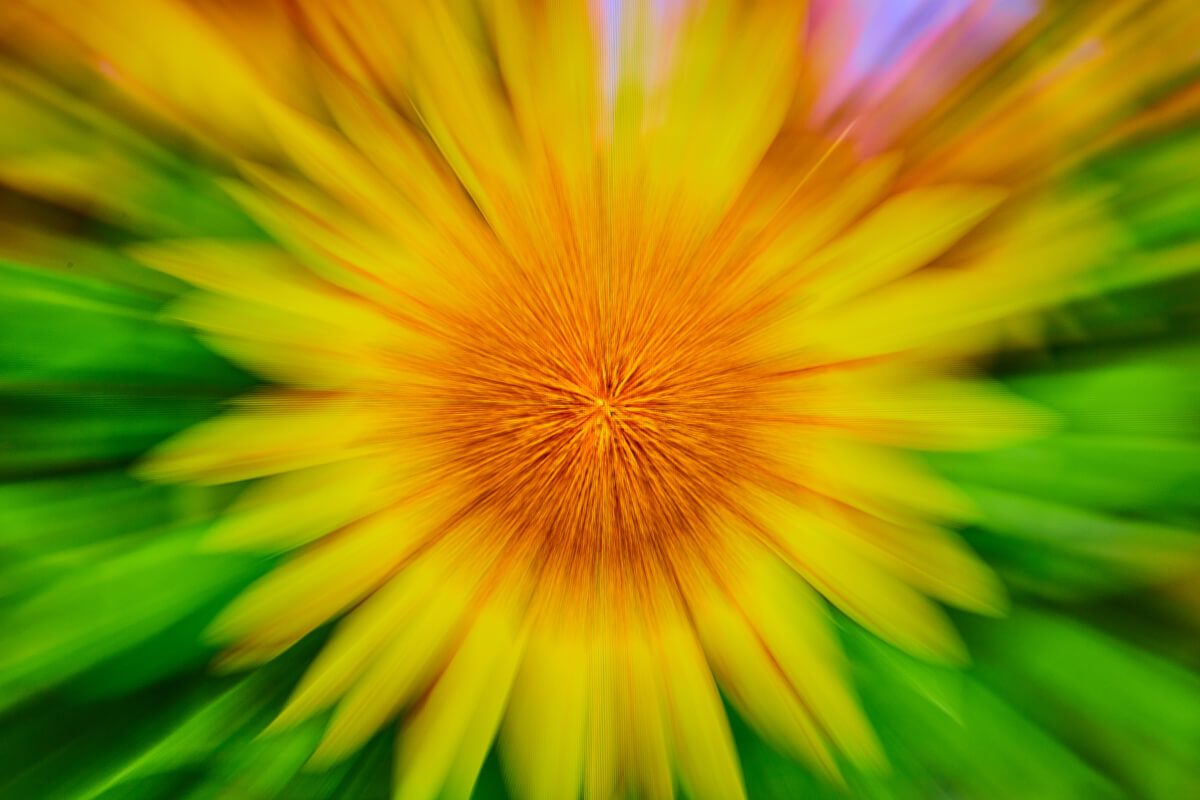 Zoom in on sunflower