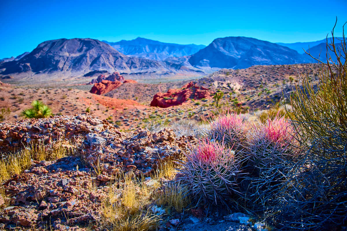 Cactus and Mountain Views