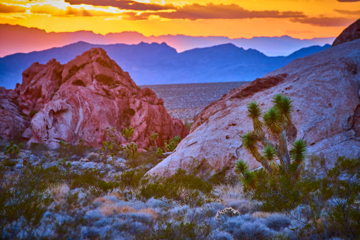 Whitney Pocket Sunset with Joshua Tree