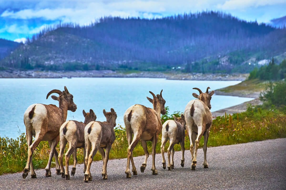 Herd of Rocky Mountain Big Horn Sheep @ Medicine Lake, Jasper
